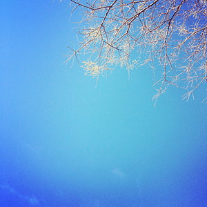 pohon, cabang, jelas, biru, langit, pohon, cabang