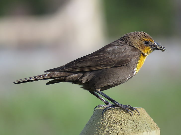 ženské žlto-breasted blackbird, ženské blackbird, Blackbird, Songbird, voľne žijúcich živočíchov, Príroda, divoké