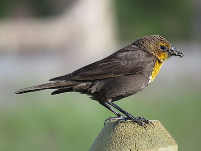 Perempuan blackbird dada-kuning, burung hitam perempuan, Blackbird, Songbird, satwa liar, alam, liar