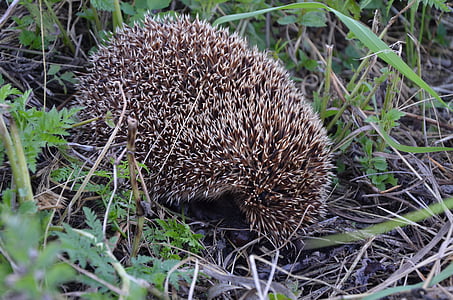 hedgehog, animals, closeup