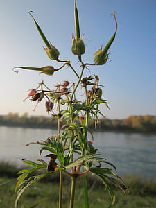 Geranium pratense, cây phong lư thảo Meadow, thực vật, hoa dại, thực vật học, loài, thực vật