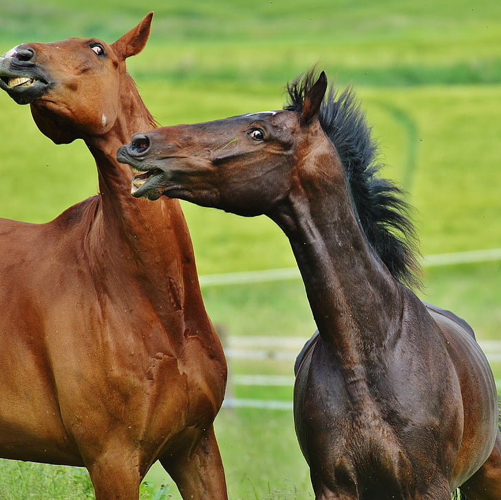 horses, for two, coupling, stallion, eat, paddock, brown