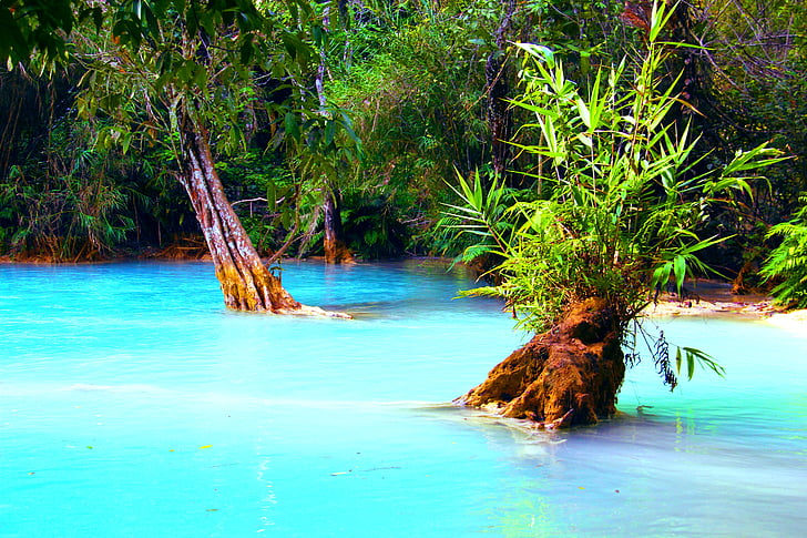 jungle, lake, swamp, forest, wilderness, pond, water