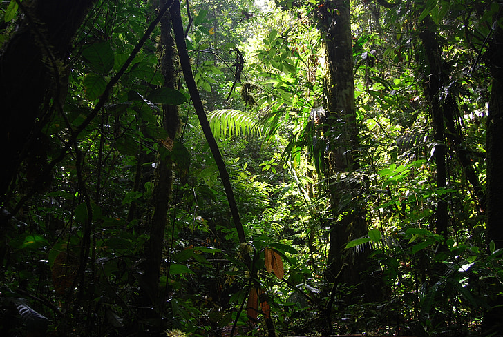 džungle, Ekvádor, Příroda, zelená, Krása, stromy, Les