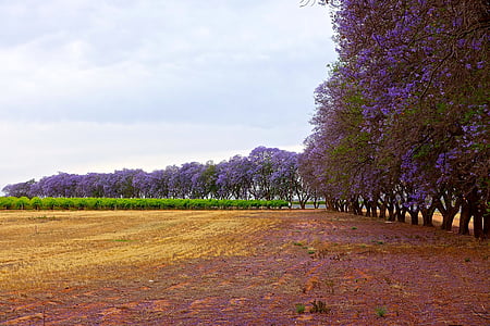 jacaranda, trees, flowering, purple, stand, blossom, spring