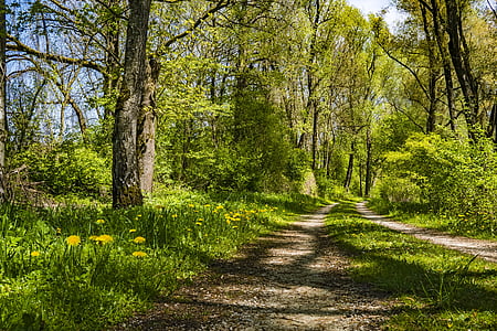 distancia, primavera, bosque, naturaleza, árboles, senderismo, sendero
