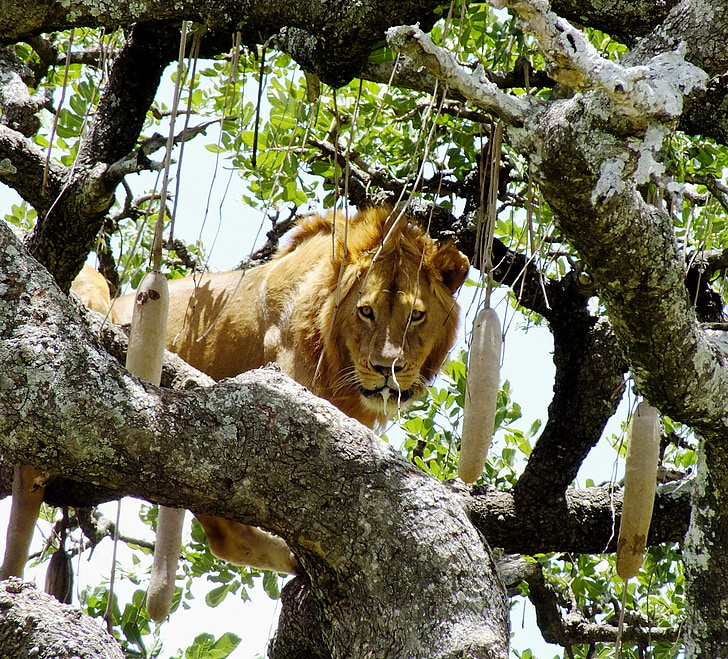 Tierwelt, Löwe auf Baum, Tier, Panthera, Serengeti