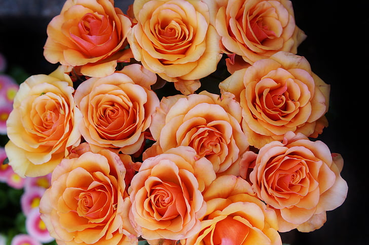 Rosen, Strauß Rosen, Blumenstrauß, Blumen, Natur, Orange, Blütenblätter