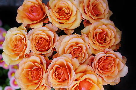 τριαντάφυλλα, μπουκέτο με τριαντάφυλλα, μπουκέτο, λουλούδια, φύση, πορτοκαλί, πέταλα