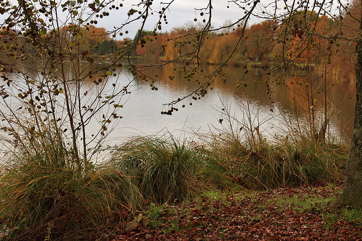 estanque, caída, naturaleza, agua, árbol, otoño, al aire libre