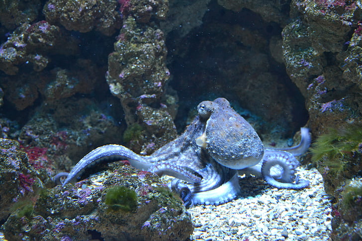 fish, octopus, water, aquarium, aquarium fish, blue, sea