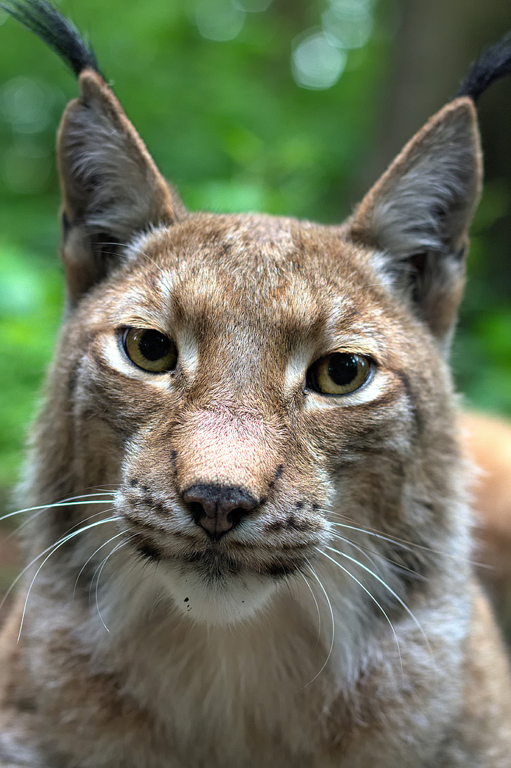 Lynx, chat, Felidae, mammifères, macrofamilles lynx, carnivores, Deer park