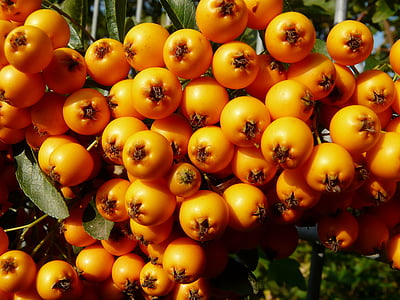 Firethorn, baies, arbust, taronja, temps de l'any, tardor, branca