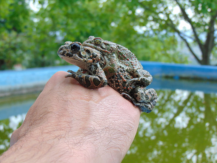 ếch, Hồ bơi, màu xanh lá cây, Thiên nhiên, động vật hoang dã, động vật, Ao