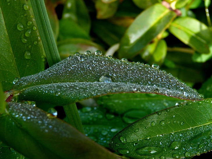blade, Dew drop, morgen, grøn, natur, makro, haven