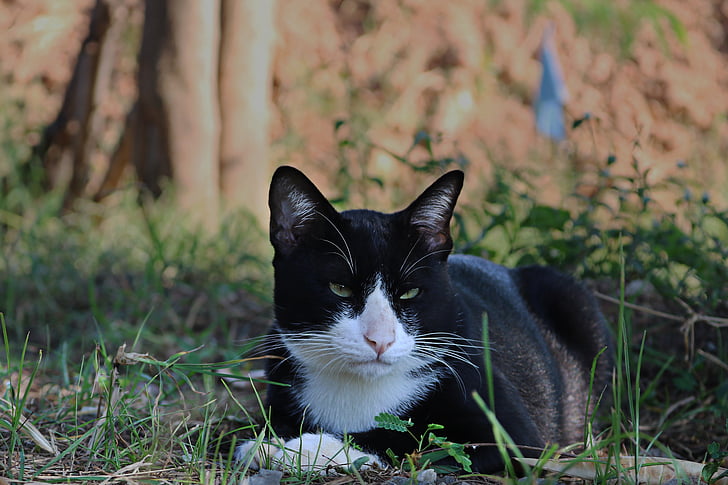 kočka, oči, obličej, zvířata, Domů Návod k obsluze, Cat Thajsko, roztomilý kočka
