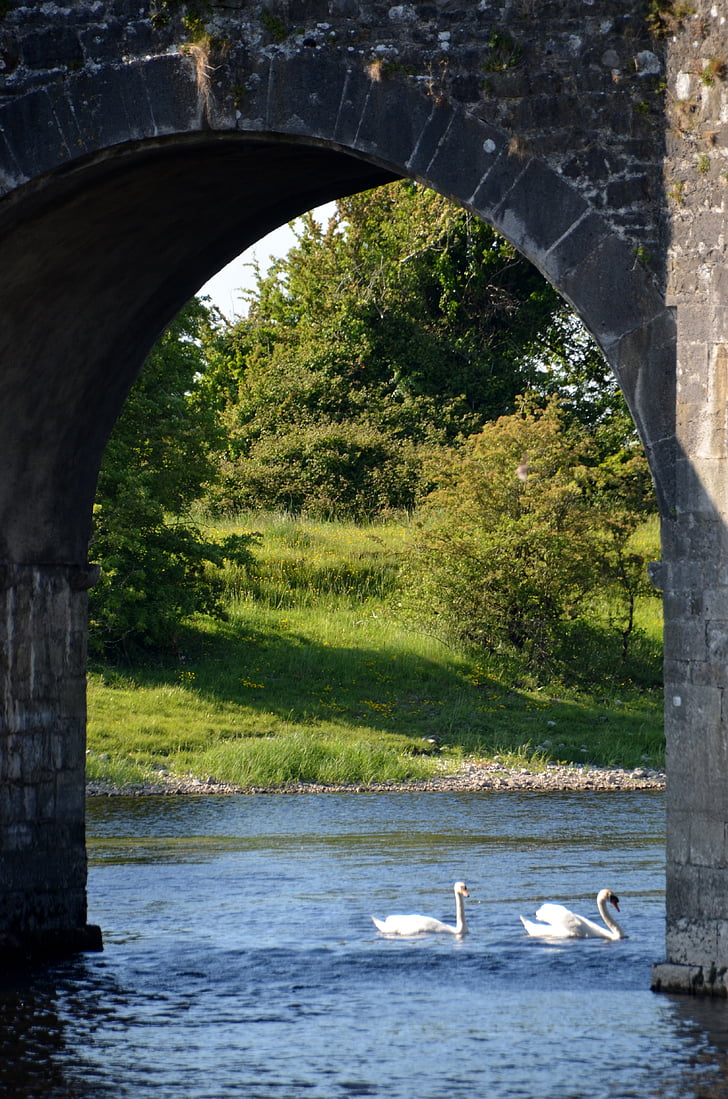 river, bridge, swan, water, nature