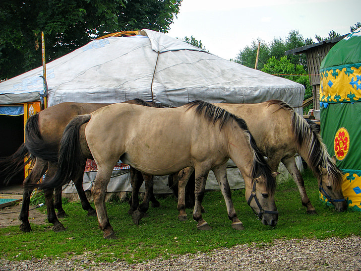 Yurt, paarden, Tataren, Kruszyniany, Islam