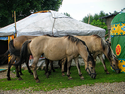 Yurt, atlar, Tatarlar, kruszyniany, islam