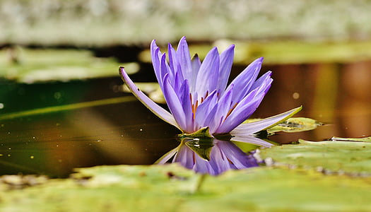 water lily, nước, Bud, thực vật, Ao, Blossom, nở hoa