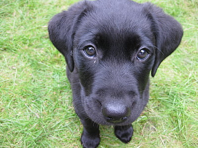 chiot, noir, Labrador, mignon, animal, chien, canine