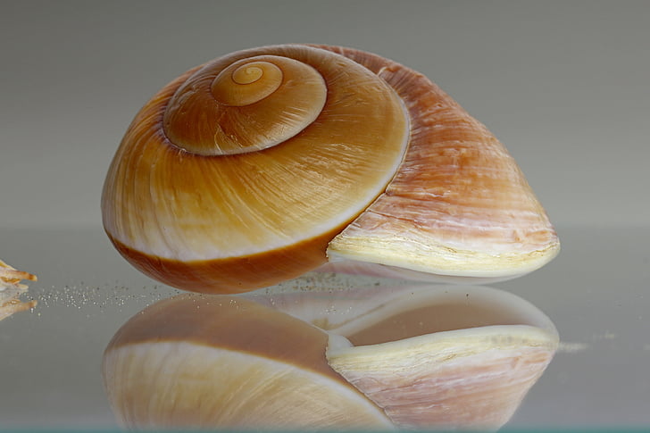 Sea snail, Shell, sneglen, boliger, Seashell, dekorative