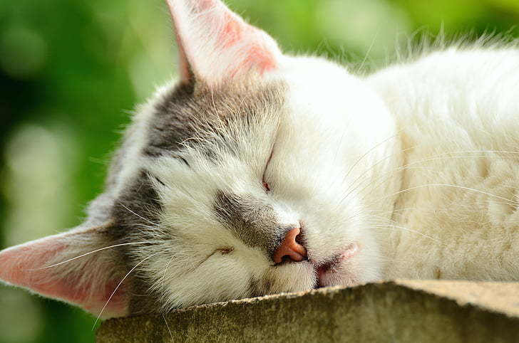 kočka, kočičí obličej, spánek, vyčerpání, bílá kočka, domácí zvíře, Zavřít