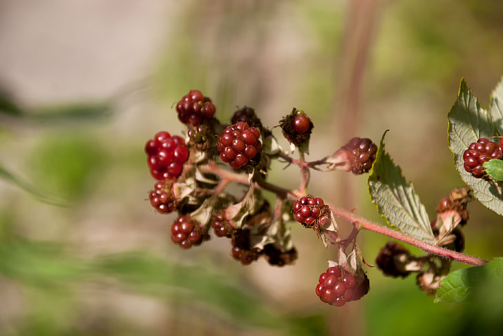 blackberries, blackberry, mulberry, fruit, shrub, nature, bay