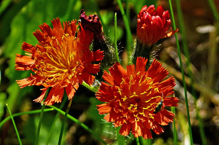 oranžno rdeči kralj hudič, oranžna hawkweed, cvetoči, rdeča, oranžna, rastline, narave
