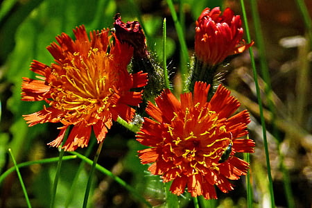 Orange roi rouge diable, épervière orangée, fleurs sauvages, rouge, orange, plantes, nature