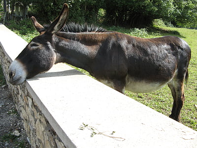 Donkey, Turenne, Pháp, động vật, Trang trại, Thiên nhiên, động vật có vú