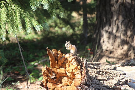 gnagere, Chipmunks, Bryce canyon, søt