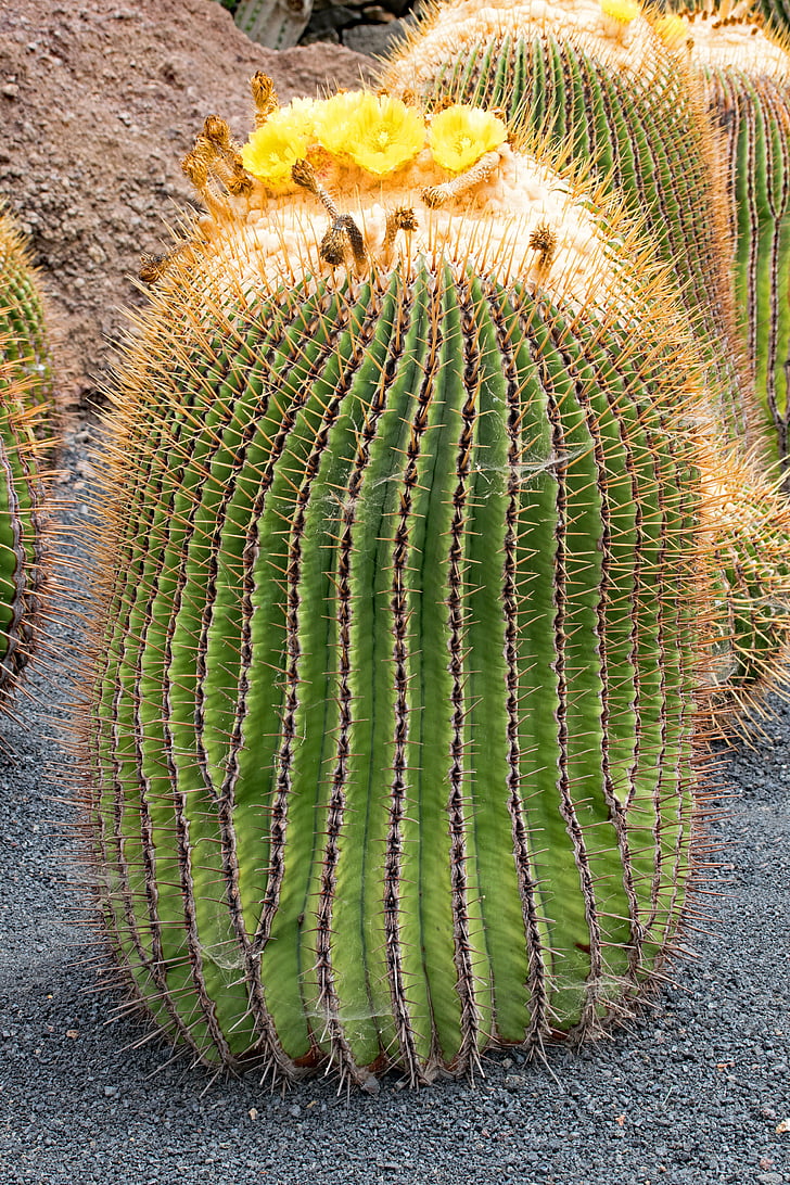 Jardin de cactus, Kaktus, Lanzarote, Spanien, Afrika-Attraktionen, Guatiza, Lava