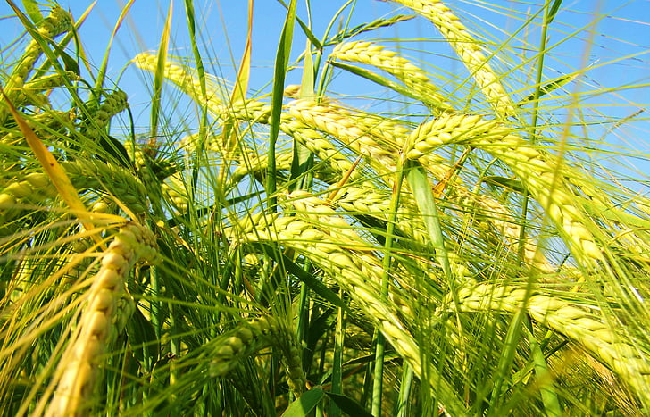 yellowing of the barley, grain, cultivars