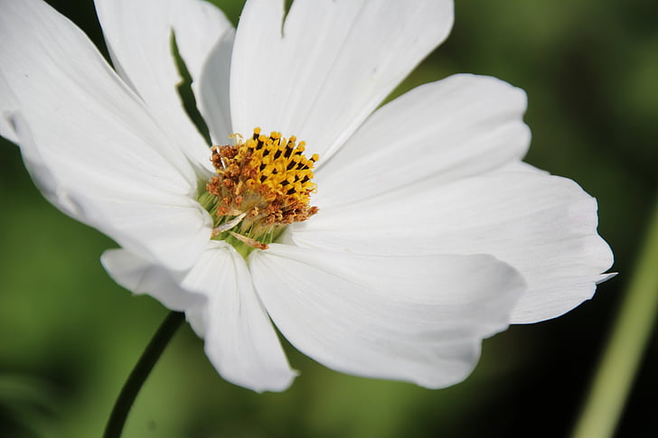 άνθος, άνθιση, λευκό, λευκό άνθος, φυτό, λουλούδι