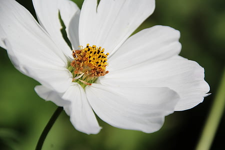 Blüte, Bloom, weiß, weiße Blüte, Anlage, Blume