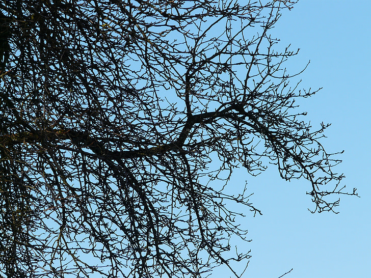 arbre, branches, PEAR, verger