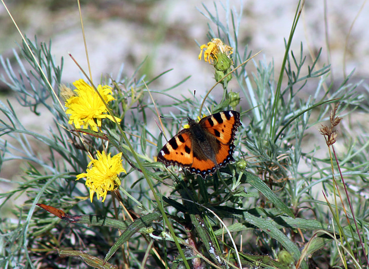 butterfly, insect, nature