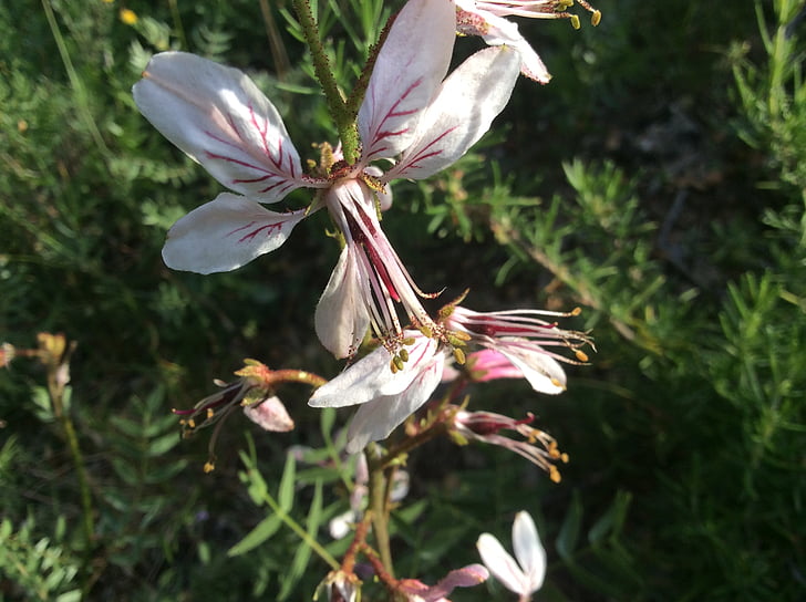 tarraguillo, Blume, Laguna del arquillo, Dictamnus hispanicus, Frühling, Schönheit, Blumen