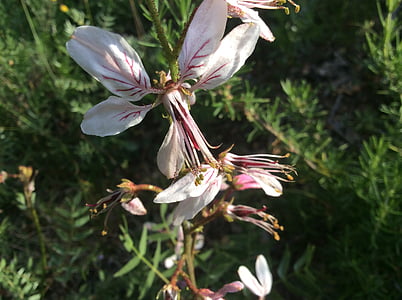 tarraguillo, fiore, Laguna del arquillo, Dictamnus albus hispanicus, primavera, bellezza, fiori