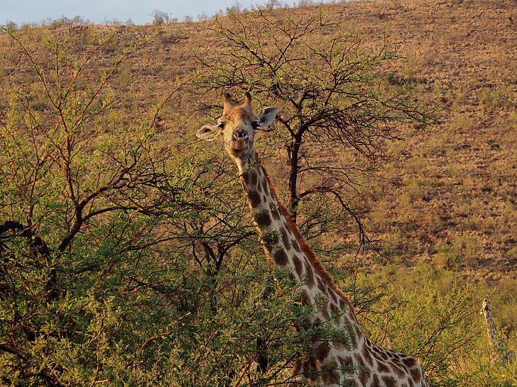 giraff, Gauteng, Sydafrika, Pilanesberg, Safari, vilda djur