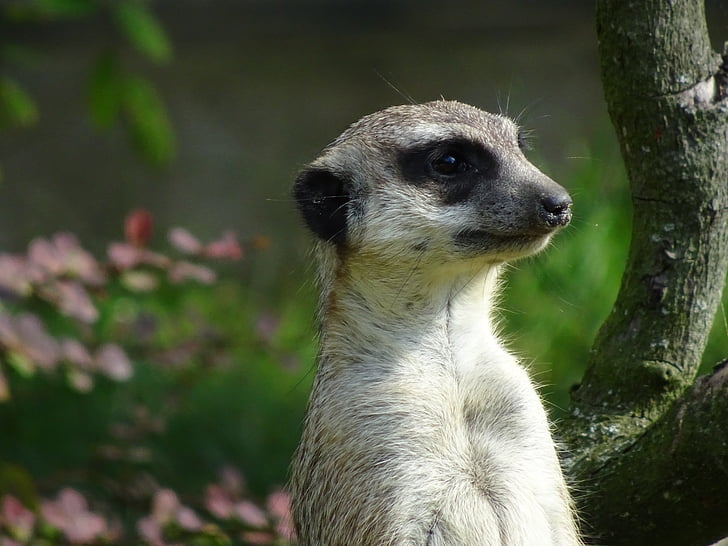 zoo, meerkat, cute, curious, close, animal, wildlife