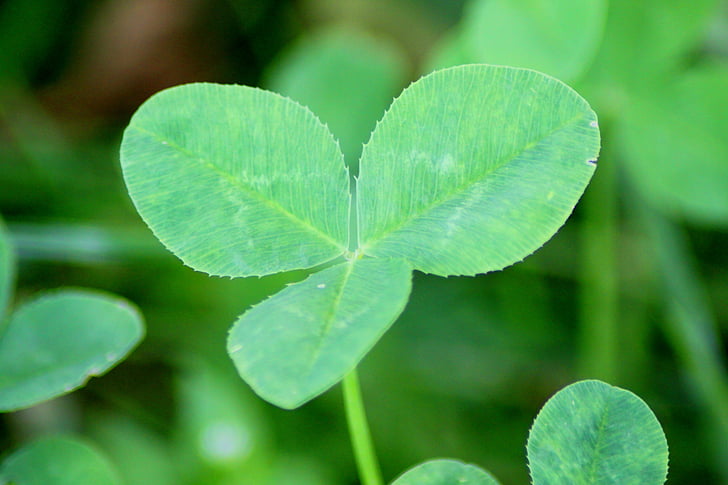 klee, four leaf clover, green, nature, close, macro, plant
