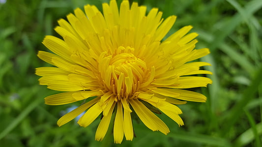 flower, spring, sonchus oleraceus, yellow, nature, garden, meadow