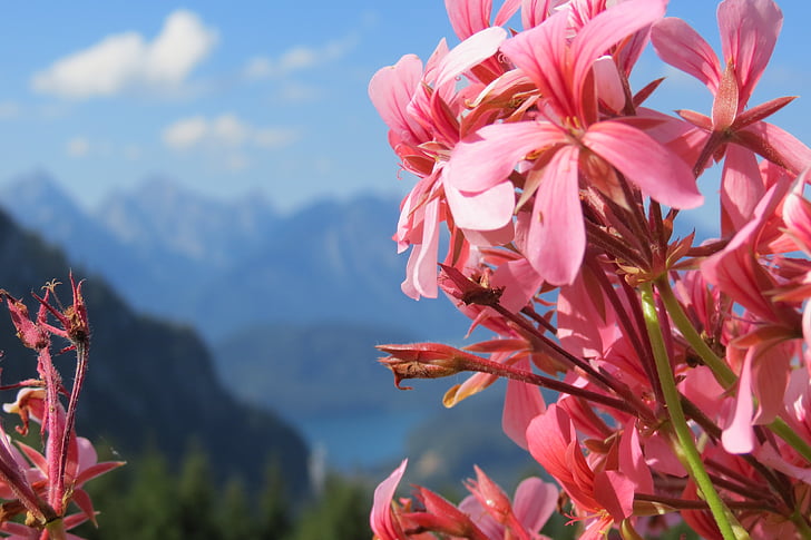 pink, blue, flower, mountain, lake, scenery, floral