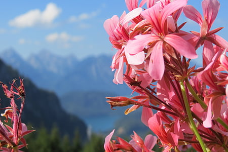 рожевий, синій, квітка, Гора, озеро, пейзажі, Квіткові
