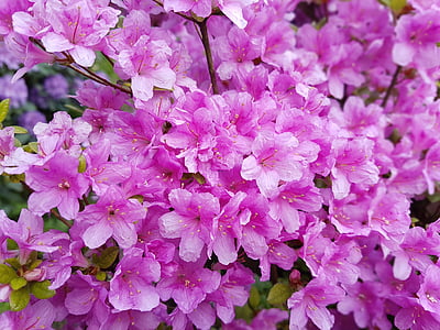 flowers, spring, pink, azaleas, azalea