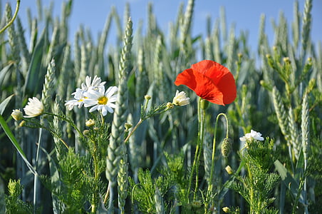 summer, grain, red weed, nature, flower, meadow, field