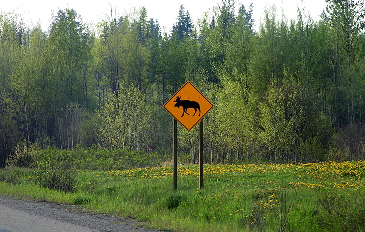 moose, road sign, canada, warning, travel, wildlife, crossing