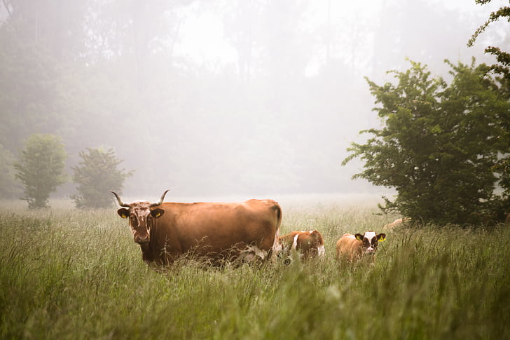 brown, cow, standing, near, two, calves, green